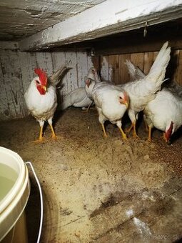 predam 5+1 Leghorn Biely