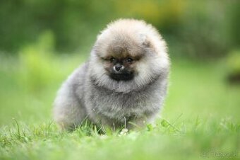 🐶 Nádherná fenečka pomeraniana – Orange sobolí barva 💛