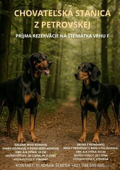 Šteňatá slovenského kopova