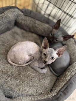 Sphynx mačiatka k odberu bez PP