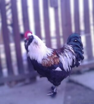 Faverolka lososová-