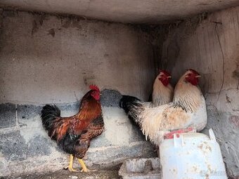 Predam/vymenim kohutov