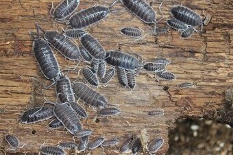 Isopody, Rovnakonôžky, Svinky