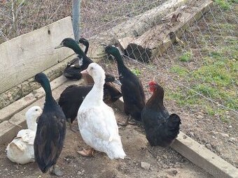 Indické bežce/ Indický bežec / IB kačky