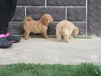 Pudel toy apricot white