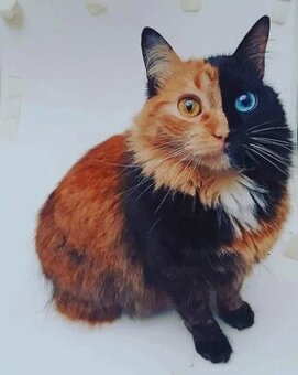 MACKA CHIMERA