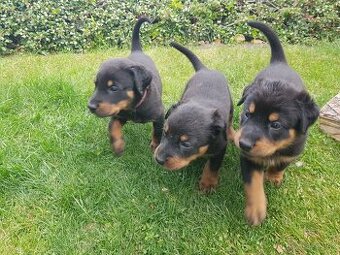 Šteniatko, šteniatka plemena Beauceron (Berger de Beauce)