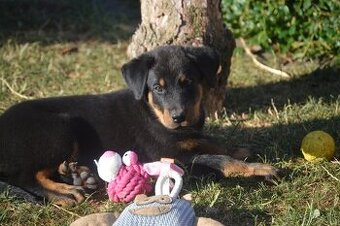 Beauceron šteniatko, šteniatka s PP