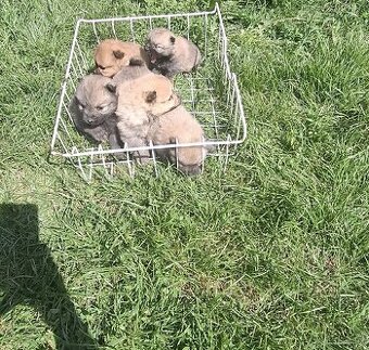 Mini špic pomerín - REZERVOVANÉ