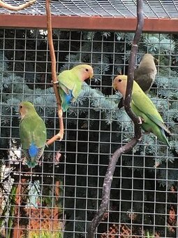 Agapornis ruzovohrdly