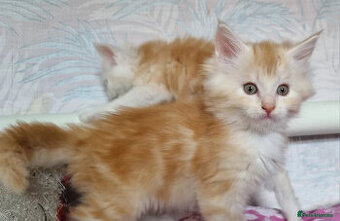 Kvalitné mačiatka plemena Maine Coon