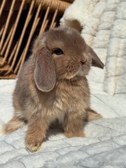 🩷🐰 MINILOP / ZAKRSLÝ KRÁLIK🐰🩷