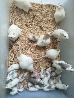 Potkany  a mastomyši