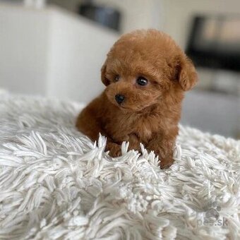 Kúpim mini toy pudlíka