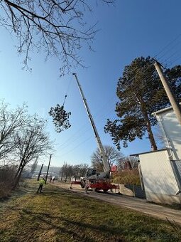 Výrub a orez stromov/Arboristika