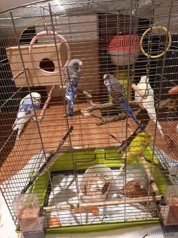 Mlade andulky .V pripade zaujmu sms