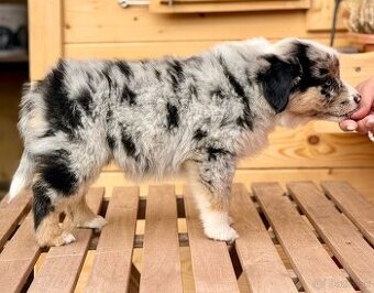 Miniatúrny americký ovčiak