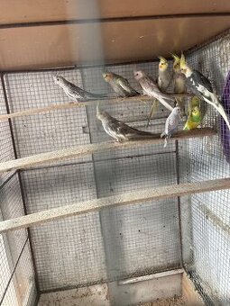 Predám mlade andulky a korelky