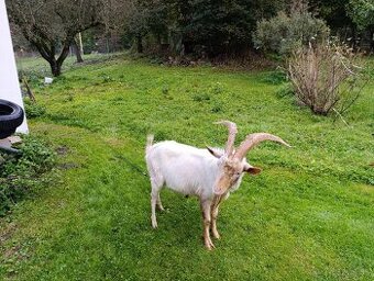 Cap na pripúšťanie ( capko) - 1