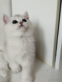 Britský strieborný tieňovaný kocúrik s PP - 1