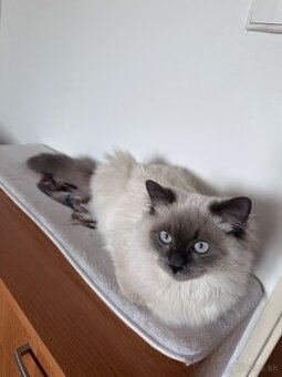 Kocúrik Ragdoll
