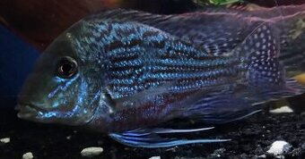 Americké cichlidy