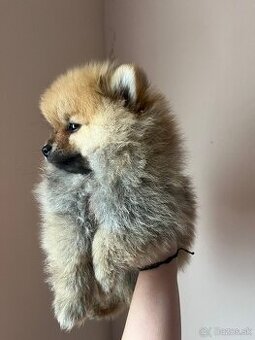 Luxusný Pomeranian (mini) bez PP