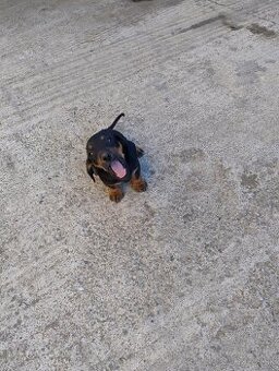 Šteniatko jazvečíka