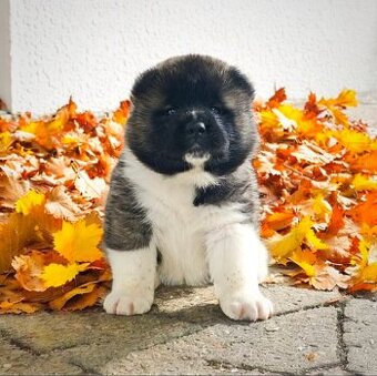 Akita americka