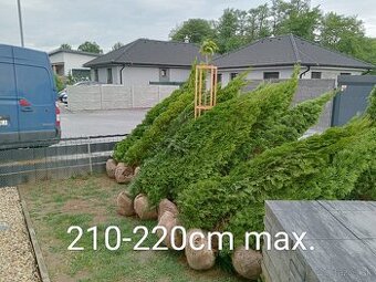 Tuja Smaragd, vavrínovec, červienka, gaštan - Poprad