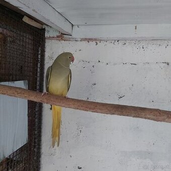 Alexander  malý HCh