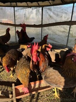 Kuhut vlaska jarabičia