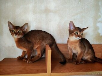 Rezervované Abesínske mačiatka - kocúriky s PP