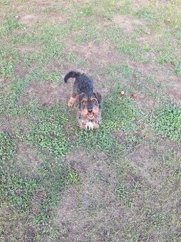 Darujem jazvečíka hrubosrstého - 1