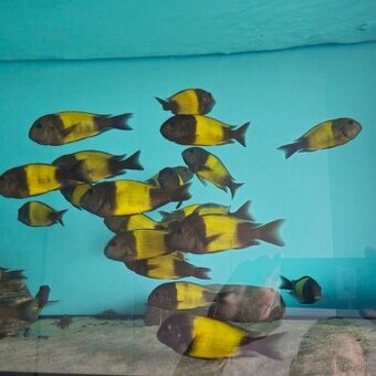 Tropheus Ikola F1