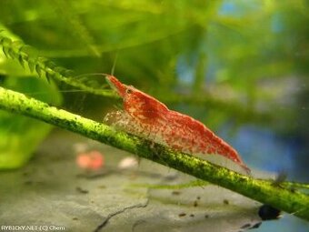 Krevetky red cherry