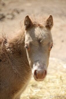 Minihorse champagne modré oči