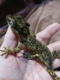 Pagekon auriculatus