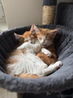 Mainská mývalia mačka / Maine coon mačiatka