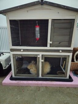 Mini kralik (samička) plus komplet vybavenie