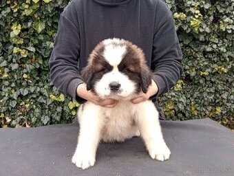 Moskovský strážny pes - Berkut