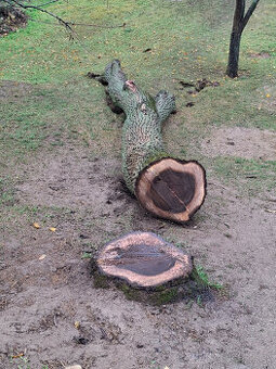 Orech kmeň guľatina priemer70cm - 30/35cm dlzka 7.8m + klaty