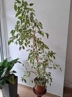 Ficus benjamina výška od podlahy 150cm