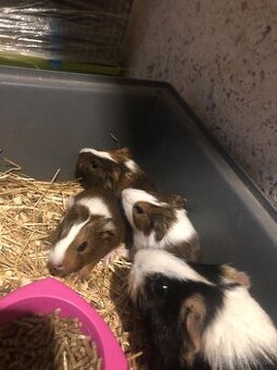 Darujem 3 posledné Morčatka odber možný aj dnes