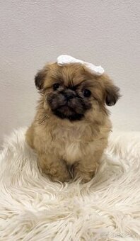 Šteniatka krátkosrstý pekinezer