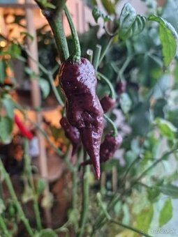 Chilli Trinidad Scorpion Moruga Chocolate