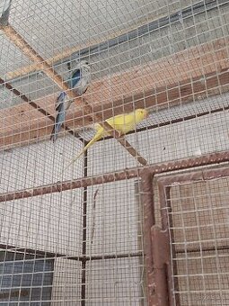 Alexander malý samec