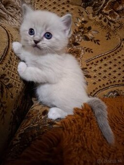 Ragdoll kocurik blue lynxl