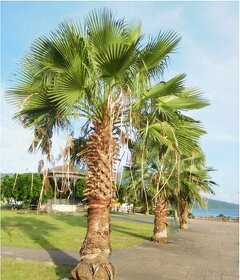 Palma Washingtonia robusta semená 15ks