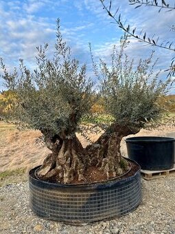 Olivovník (Olea europaea)